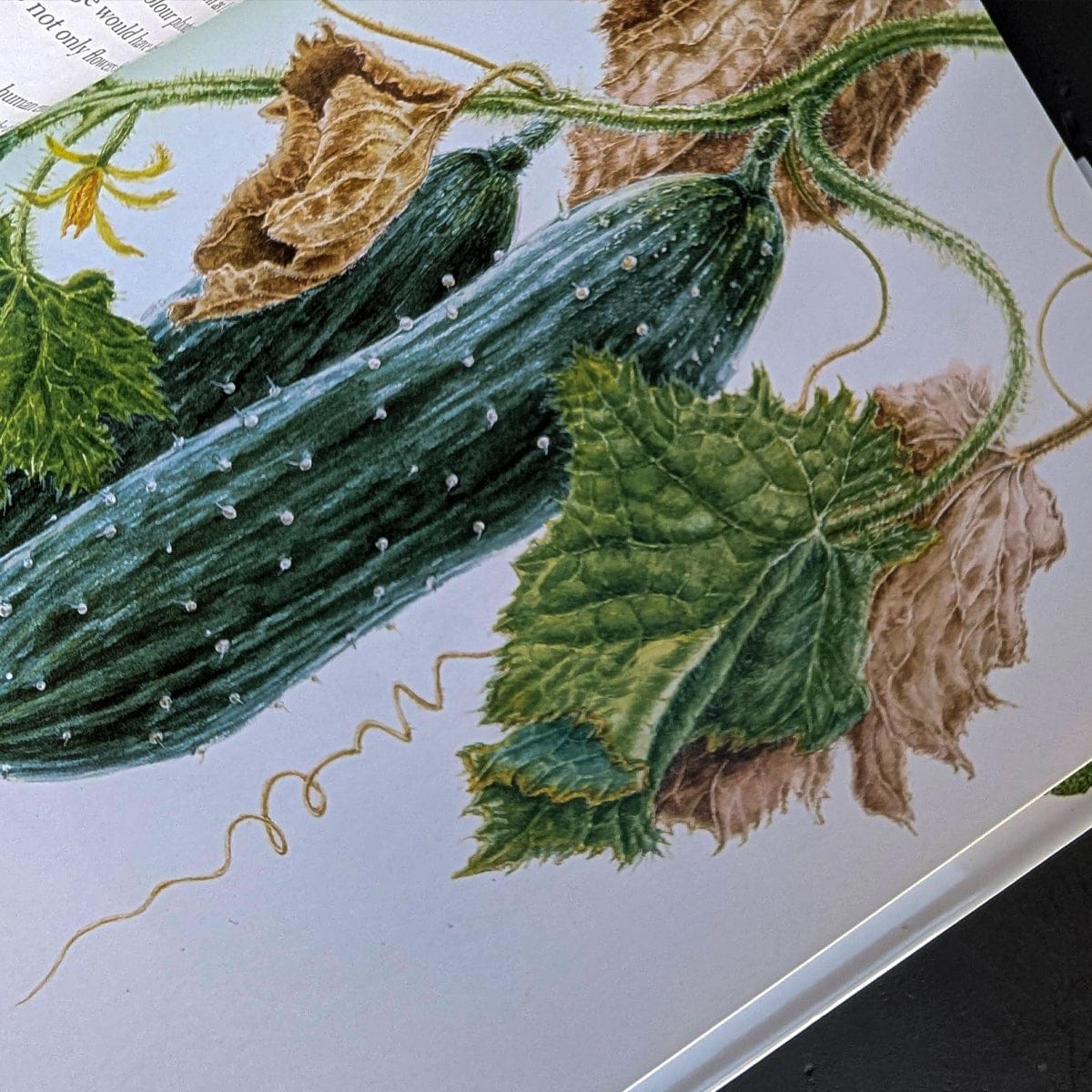Botanical Painting by Margaret Stevens - Image 2