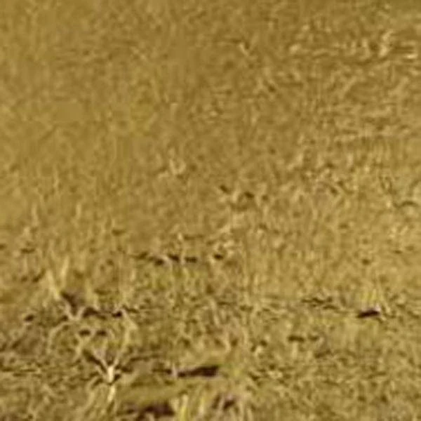 Nazionale - Imitation Gold Leaf - 14x14cm Books - ATTENTION: Please read carefully.